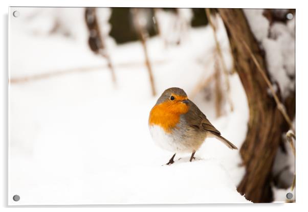 A robin sat in thick snow Acrylic by Tom Radford