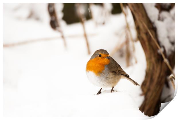 A robin sat in thick snow Print by Tom Radford