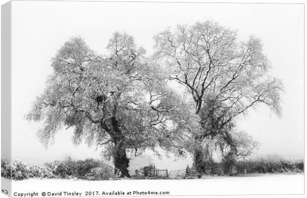 Snowbound 1 Canvas Print by David Tinsley