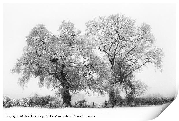Snowbound 1 Print by David Tinsley