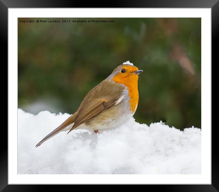 Christmas Robin Framed Mounted Print by Pete Lawless