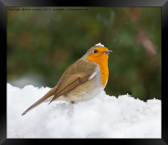 Christmas Robin Framed Print by Pete Lawless