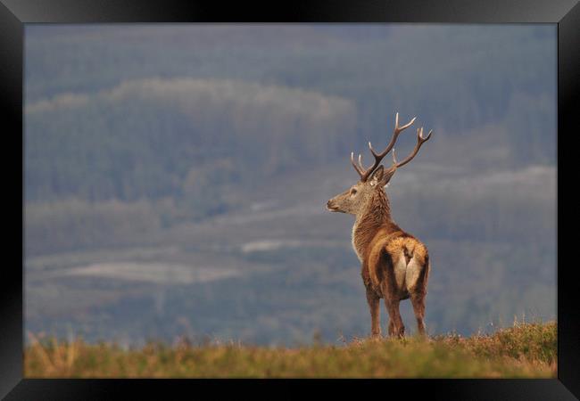 Red Deer Stag  Framed Print by Macrae Images
