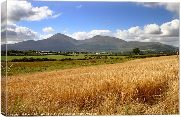 Golden Mountains of Mourne Canvas Print by David McFarland