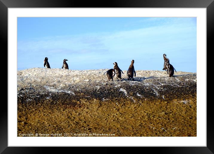 Penguins in the rocks Framed Mounted Print by George Haddad