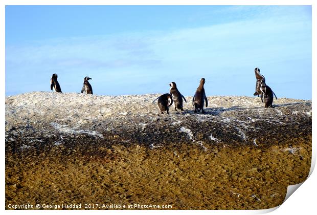 Penguins in the rocks Print by George Haddad