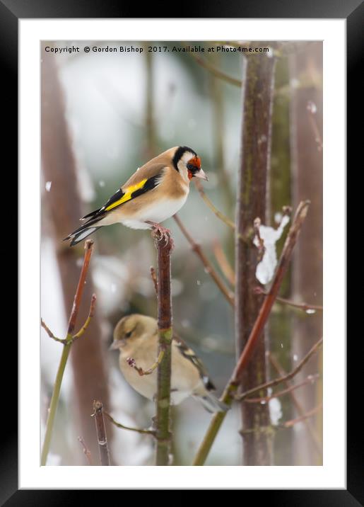 Goldfinch Christmas Framed Mounted Print by Gordon Bishop