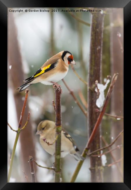 Goldfinch Christmas Framed Print by Gordon Bishop