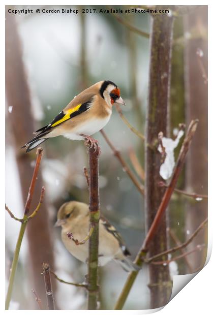 Goldfinch Christmas Print by Gordon Bishop