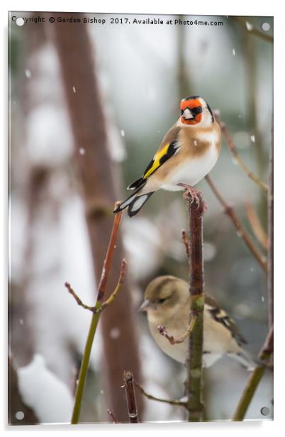 Goldfinch on a snow day Acrylic by Gordon Bishop