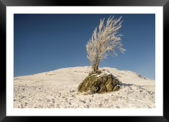 Lone Tree Framed Mounted Print by Sam Smith