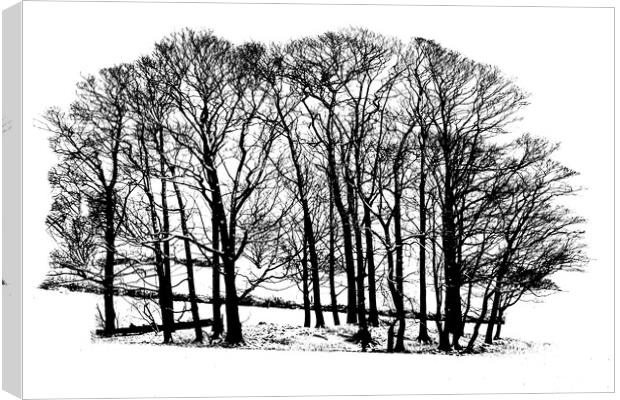Winter trees in snow - black and white Canvas Print by Chris Warham