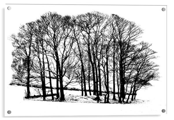 Winter trees in snow - black and white Acrylic by Chris Warham