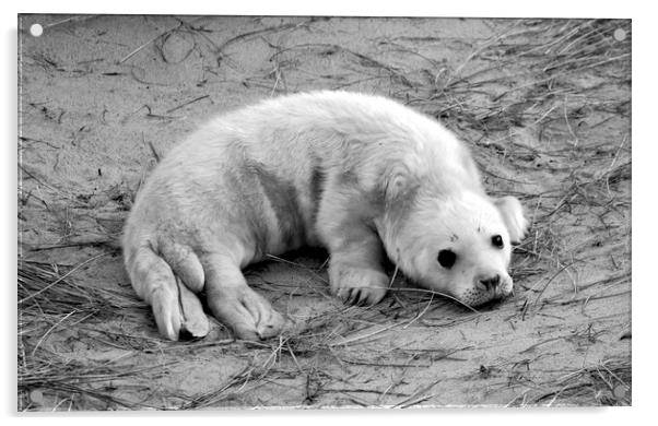 Seal Pup Acrylic by Darren Burroughs