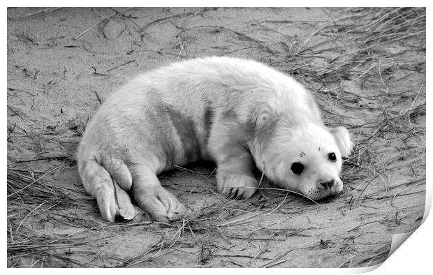 Seal Pup Print by Darren Burroughs