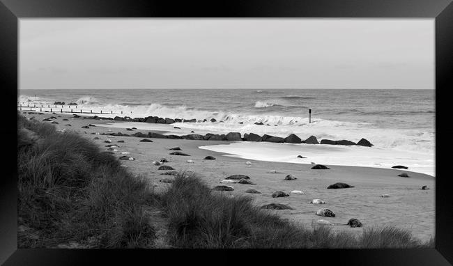 Seals On The Beach Framed Print by Darren Burroughs