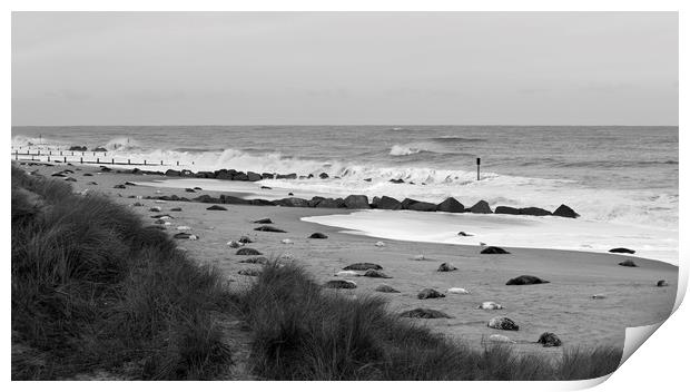 Seals On The Beach Print by Darren Burroughs