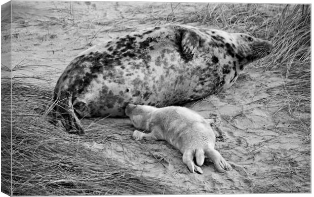 Seal pup Feeding Canvas Print by Darren Burroughs
