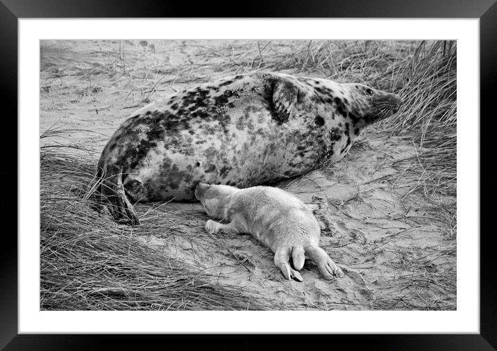 Seal pup Feeding Framed Mounted Print by Darren Burroughs