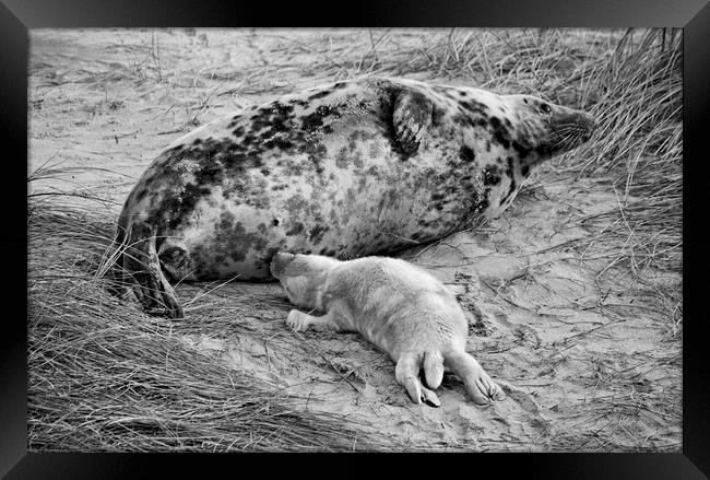 Seal pup Feeding Framed Print by Darren Burroughs