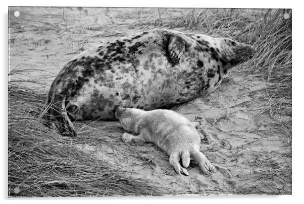 Seal pup Feeding Acrylic by Darren Burroughs