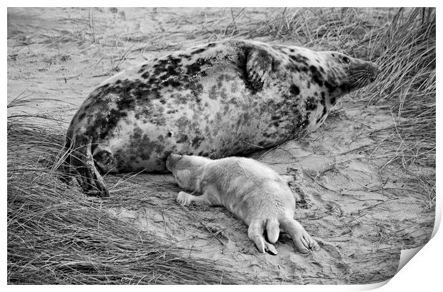 Seal pup Feeding Print by Darren Burroughs
