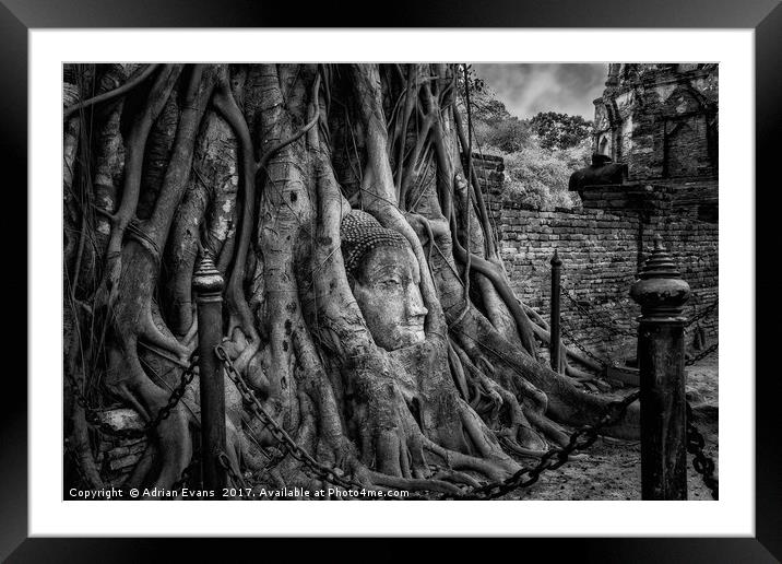 Buddha Head Ayutthaya Thailand Framed Mounted Print by Adrian Evans