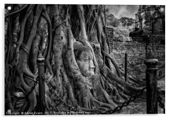 Buddha Head Ayutthaya Thailand Acrylic by Adrian Evans