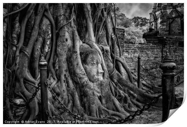 Buddha Head Ayutthaya Thailand Print by Adrian Evans