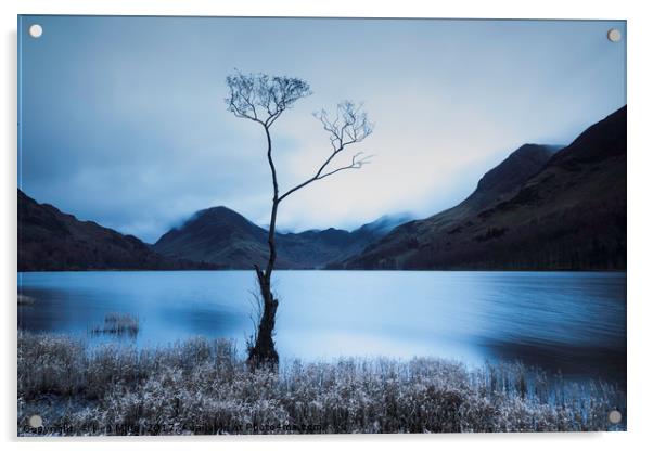 Buttermere Tree at Dawn Acrylic by Ken Mills