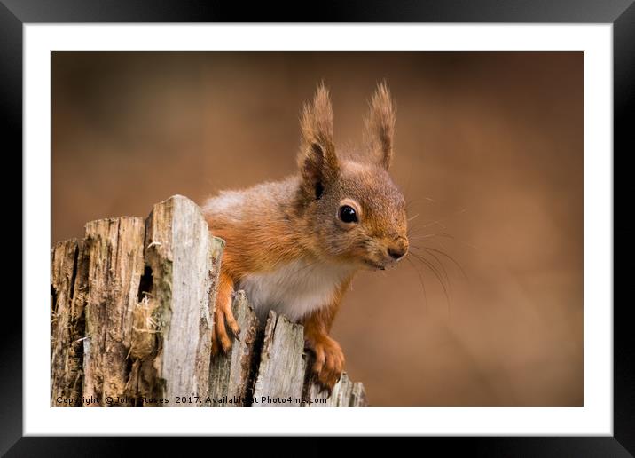 Cute Red Squirrel searching for food  Framed Mounted Print by John Stoves