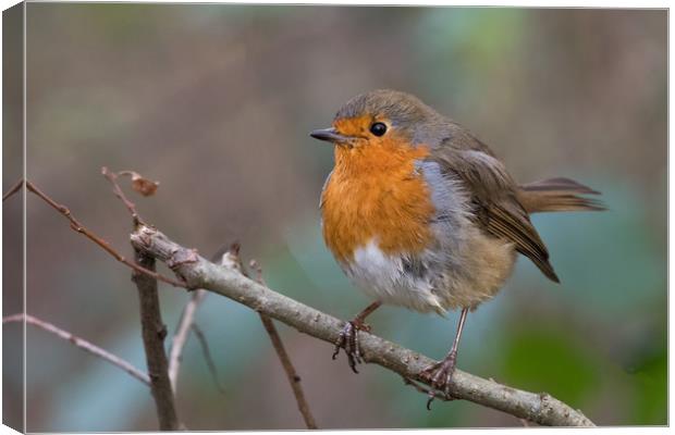 Robin Canvas Print by Mike Pursey