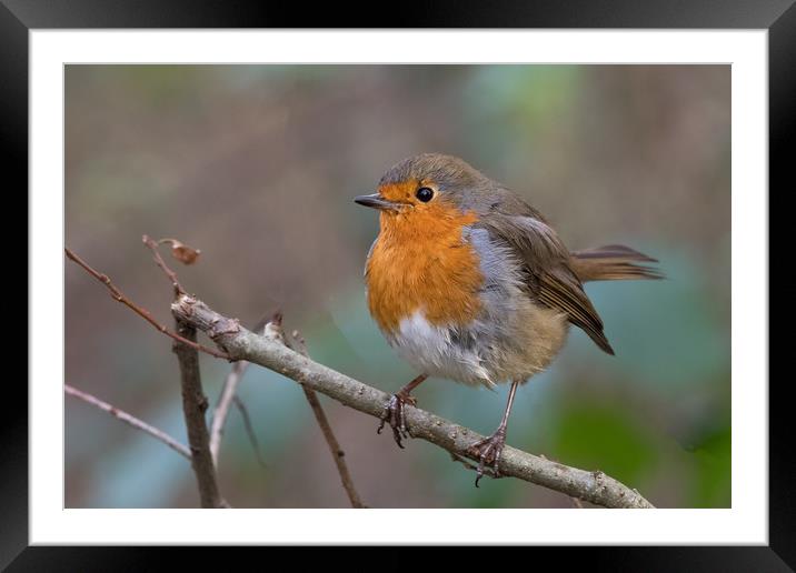Robin Framed Mounted Print by Mike Pursey