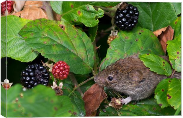 Vole feeding on blackberries Canvas Print by Mike Pursey