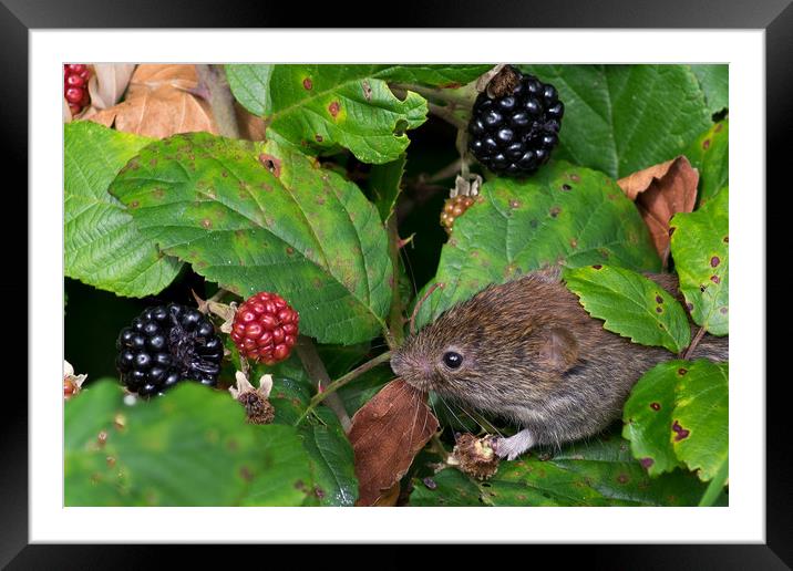 Vole feeding on blackberries Framed Mounted Print by Mike Pursey