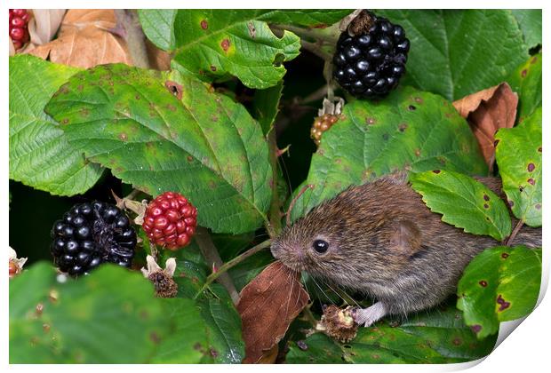 Vole feeding on blackberries Print by Mike Pursey
