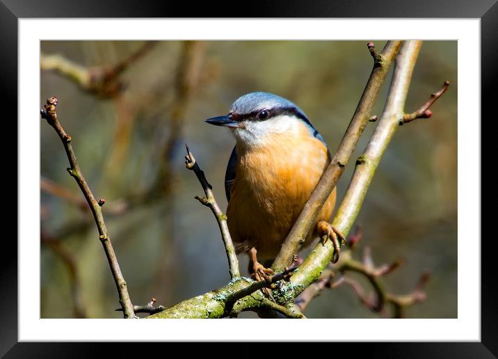 Nuthatch Framed Mounted Print by Mike Pursey