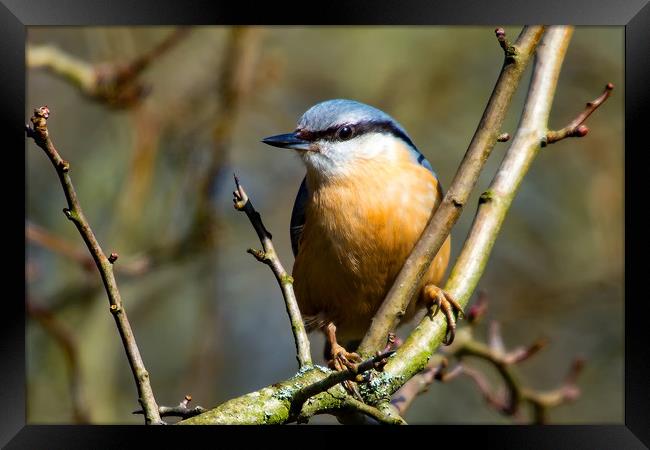 Nuthatch Framed Print by Mike Pursey