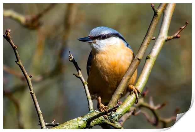 Nuthatch Print by Mike Pursey