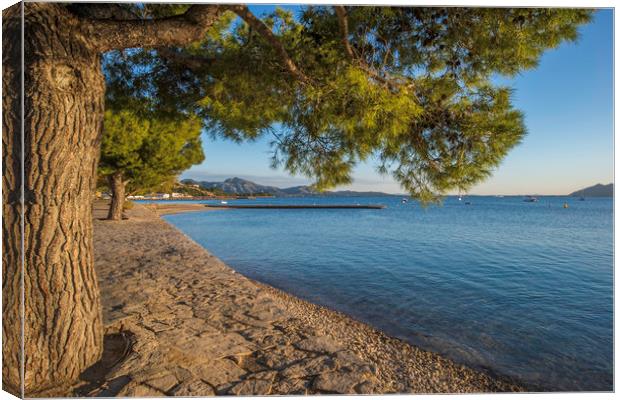 The Pine Walk, Puerto Pollensa Canvas Print by Perry Johnson