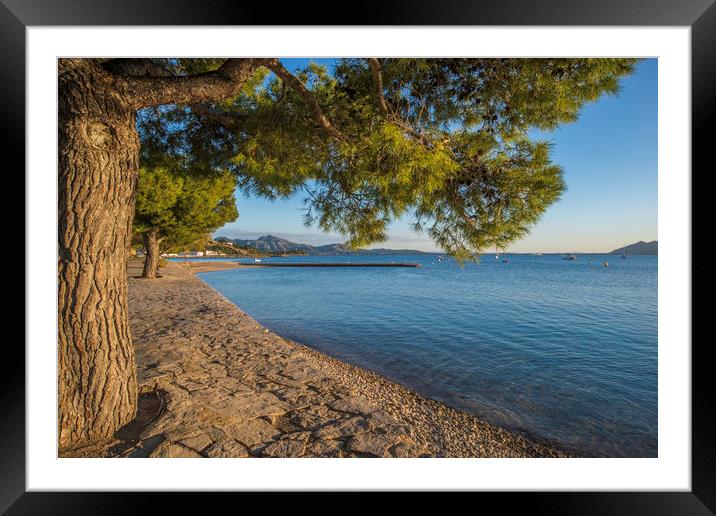 The Pine Walk, Puerto Pollensa Framed Mounted Print by Perry Johnson