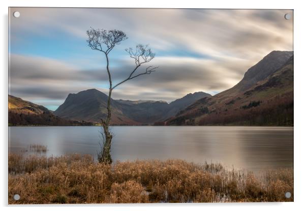 The Lone Tree at Buttermere Acrylic by Tony Keogh