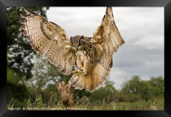 Eurasian Eagle Owl Framed Print by Chris Mills