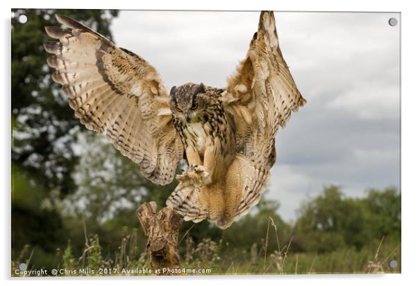 Eurasian Eagle Owl Acrylic by Chris Mills