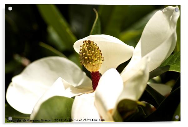 Magnolia close up Acrylic by Margaret Stanton