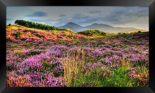 Evening in Mountains of Mourne Framed Print by David McFarland