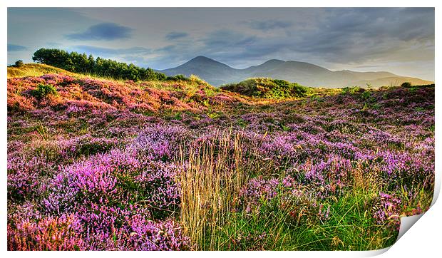 Evening in Mountains of Mourne Print by David McFarland