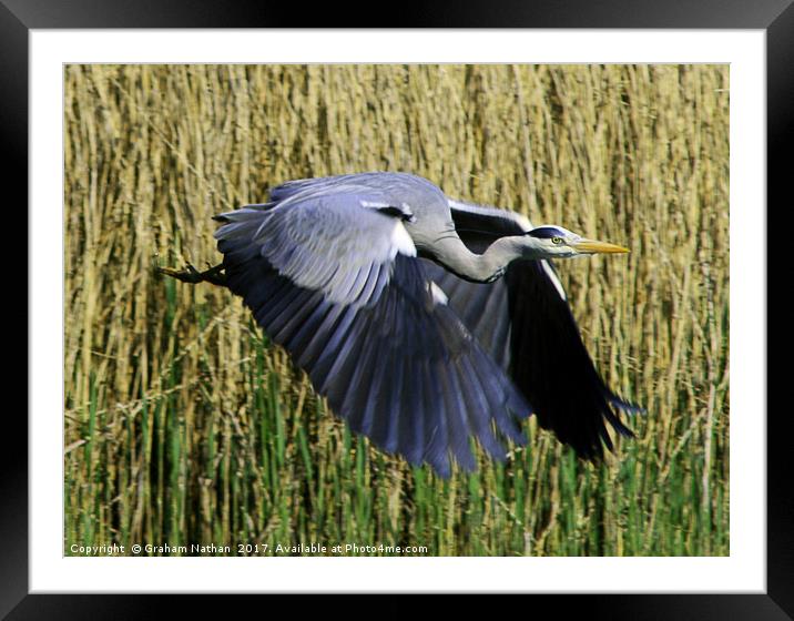 Majestic Gray Heron Takes Flight Framed Mounted Print by Graham Nathan