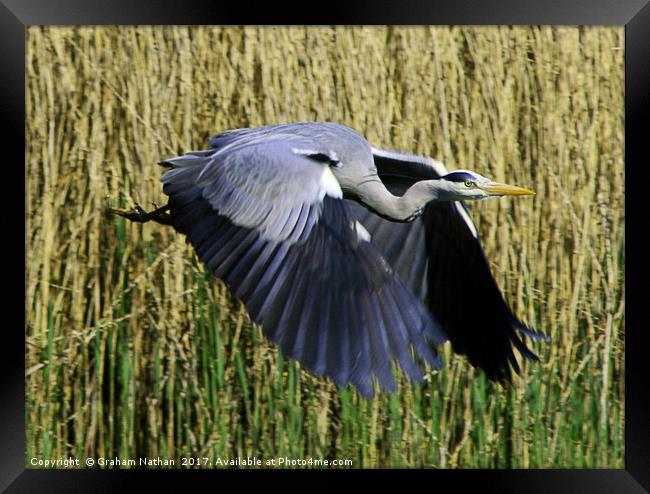 Majestic Gray Heron Takes Flight Framed Print by Graham Nathan