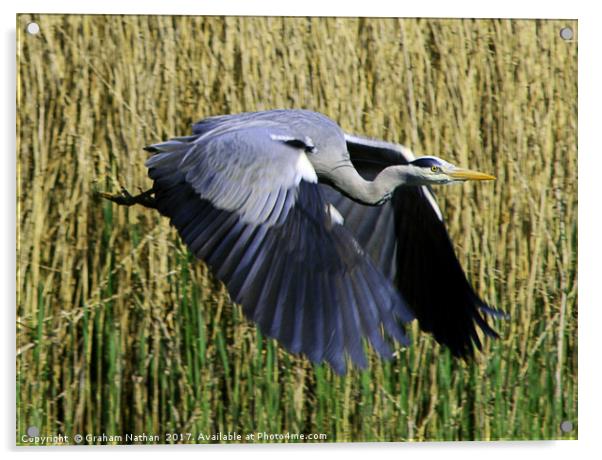 Majestic Gray Heron Takes Flight Acrylic by Graham Nathan